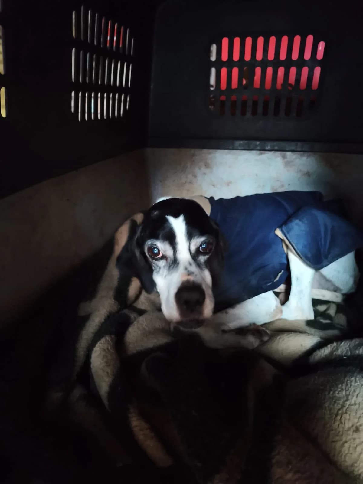 Brenda, female senior Pointer for adoption at Asociación Defensa Équidos (ADE)