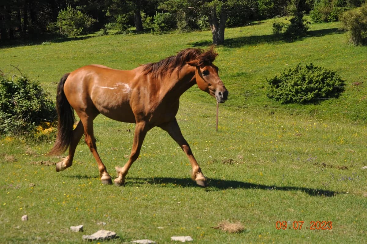 Birbo, male senior mixed breed for adoption at Asociación Defensa Équidos (ADE)