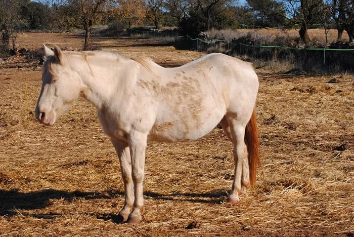 Chiqui, female senior mixed breed for adoption at Asociación Defensa Équidos (ADE)