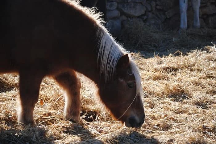 Curry, male senior mixed breed for adoption at Asociación Defensa Équidos (ADE)