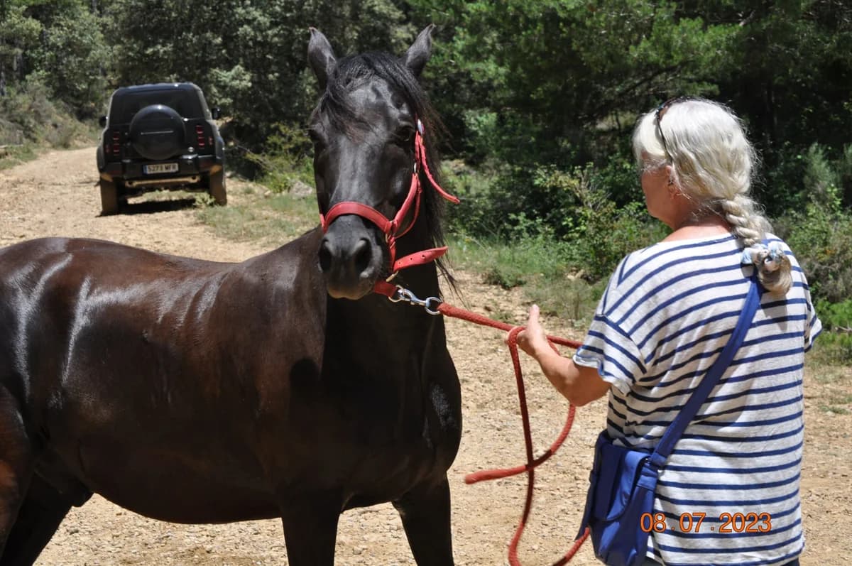 Don Juan, male senior mixed breed for adoption at Asociación Defensa Équidos (ADE)