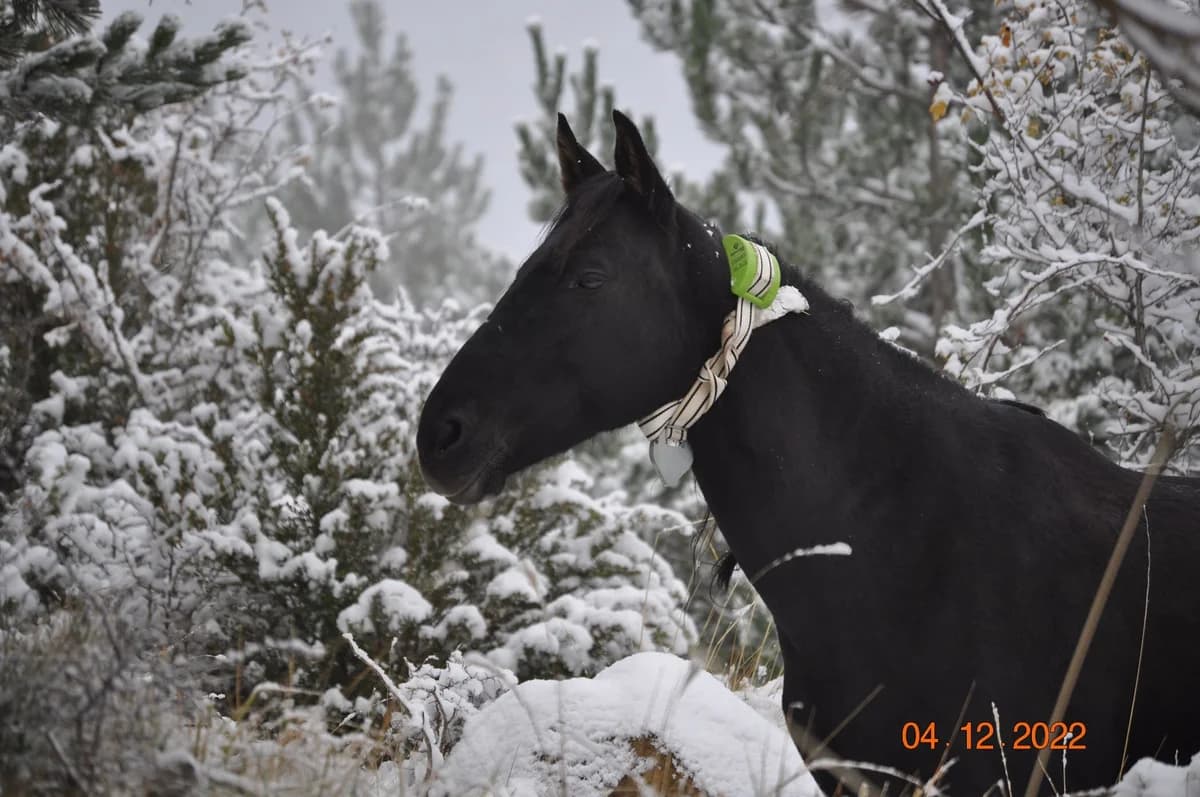 Faria, female senior mixed breed for adoption at Asociación Defensa Équidos (ADE)
