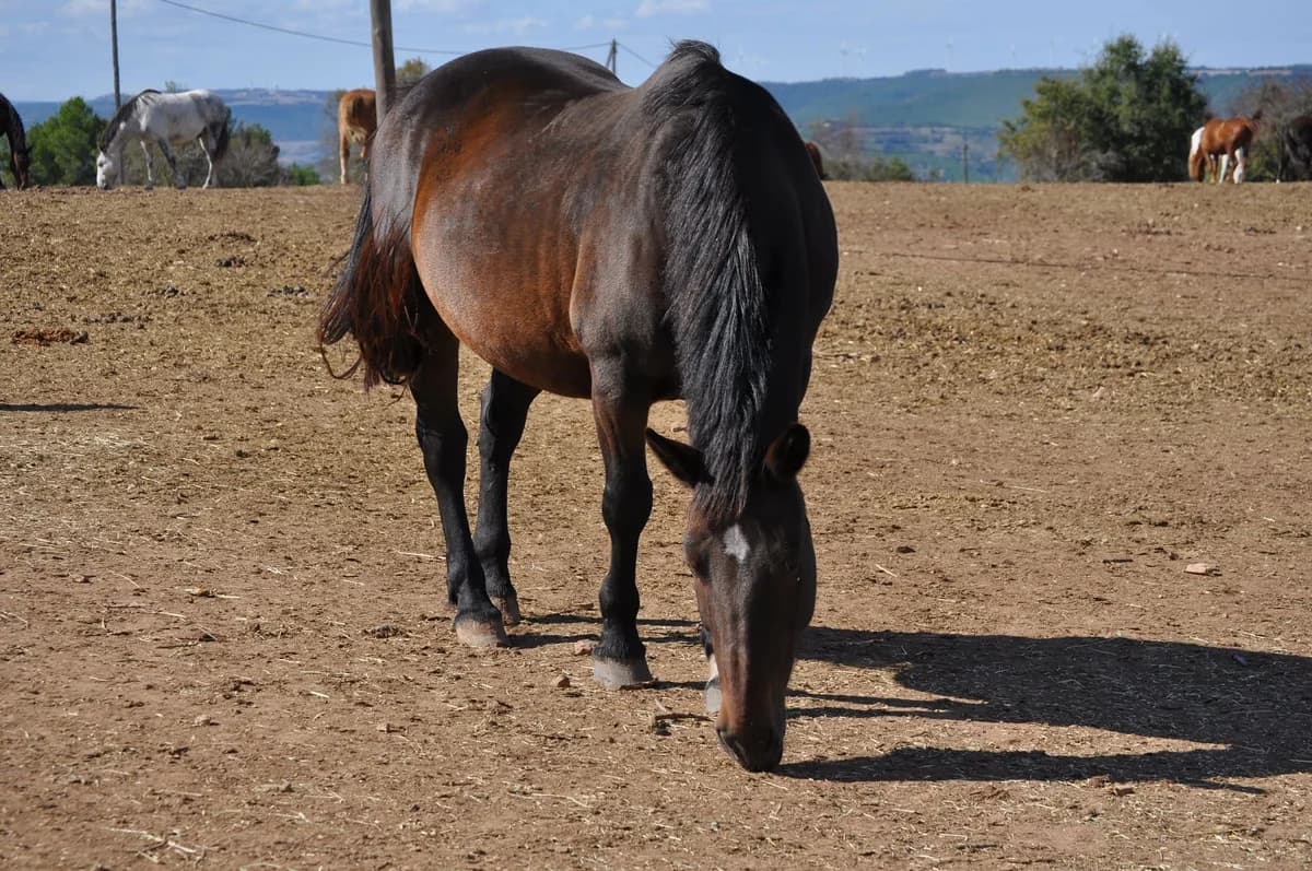Jana, female senior mixed breed for adoption at Asociación Defensa Équidos (ADE)