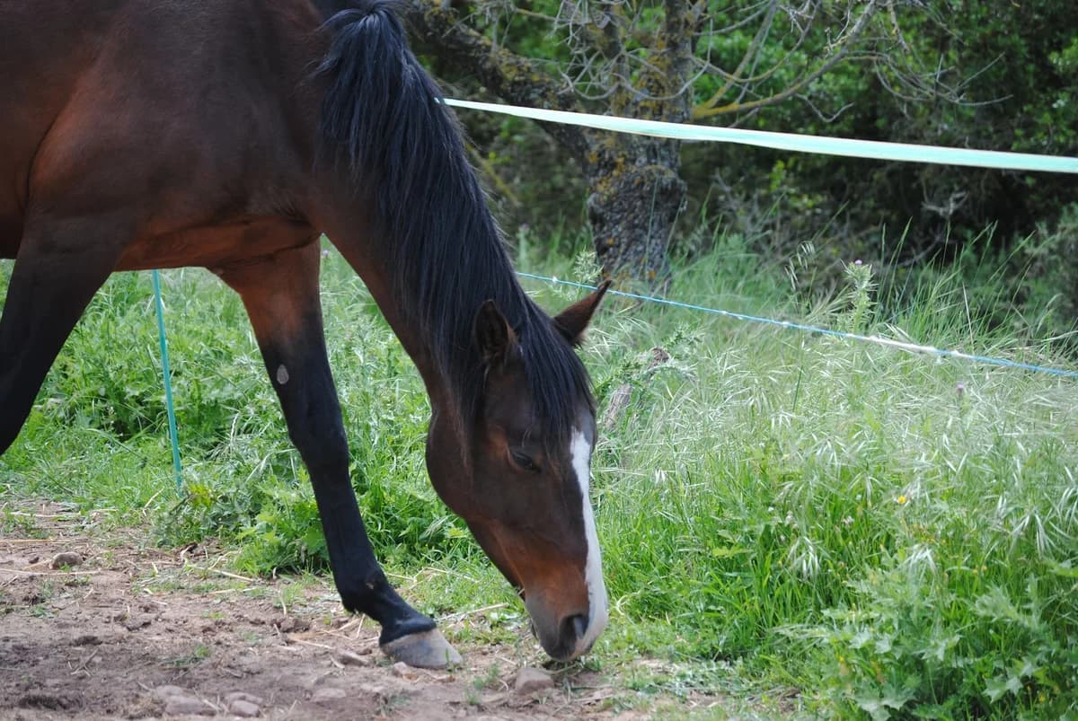 Maya, female senior mixed breed for adoption at Asociación Defensa Équidos (ADE)
