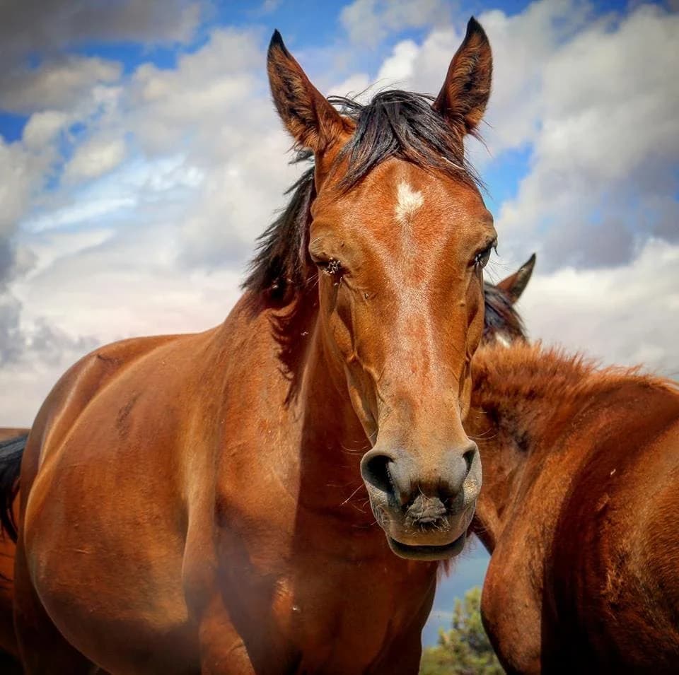 Muntanya, female senior mixed breed for adoption at Asociación Defensa Équidos (ADE)