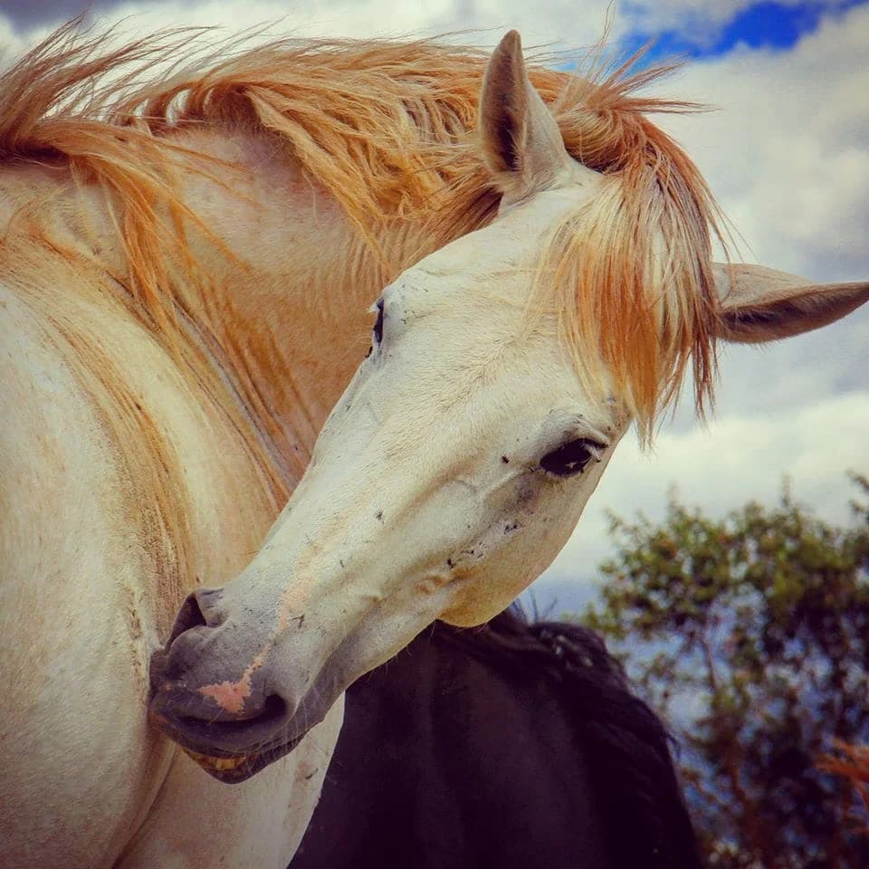 Nargó, male senior mixed breed for adoption at Asociación Defensa Équidos (ADE)