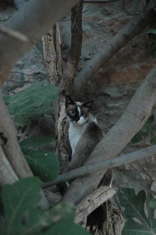 Blau, male senior Siamese for adoption at Asociación Defensa Équidos (ADE)