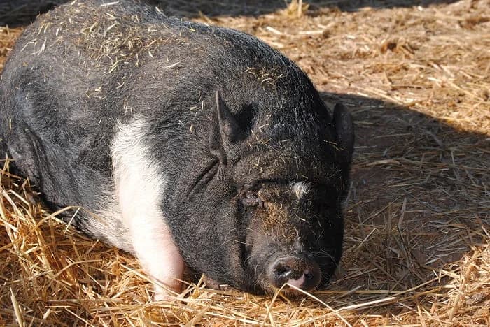 Carmelita, female senior mixed breed for adoption at Asociación Defensa Équidos (ADE)