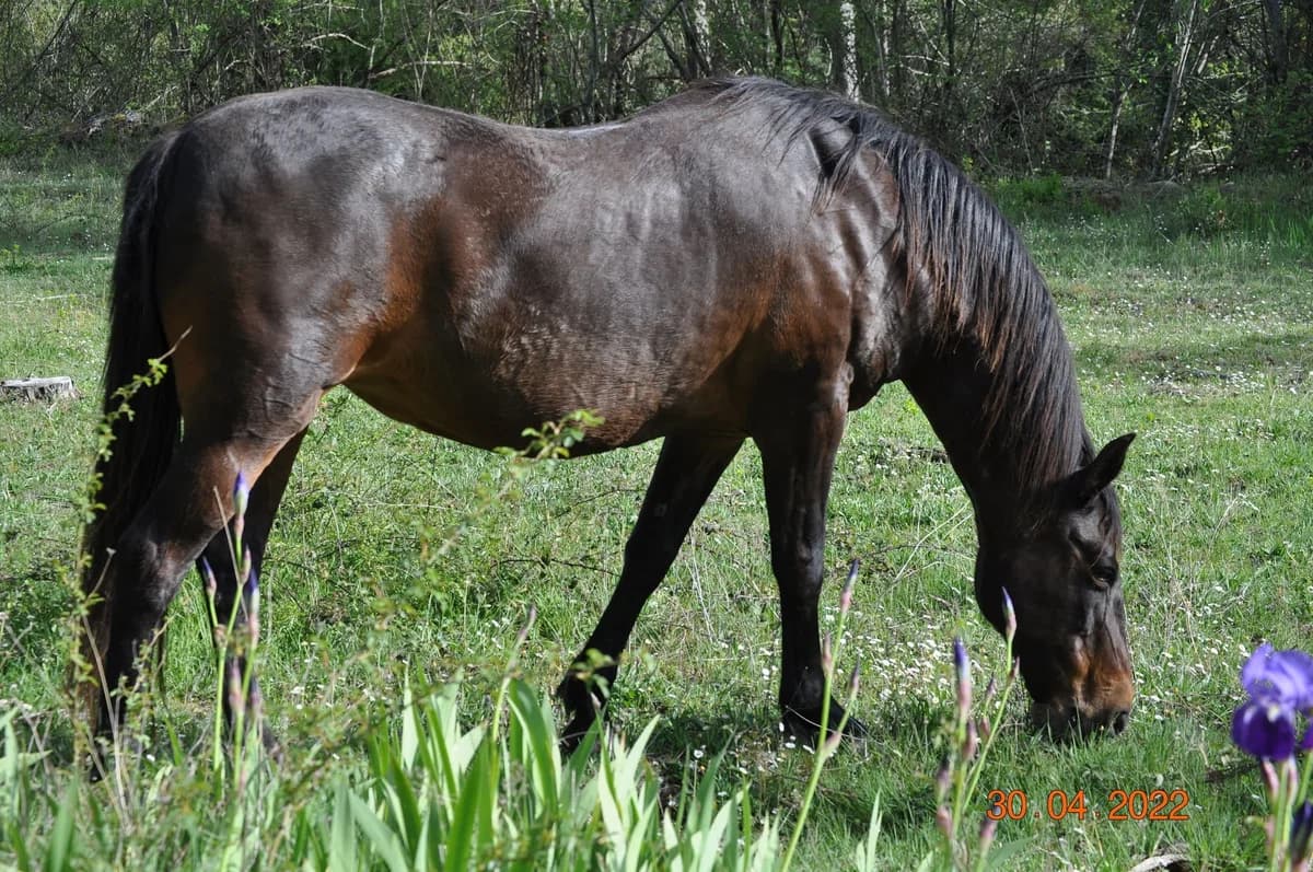 Athena, female senior mixed breed for adoption at Asociación Defensa Équidos (ADE)