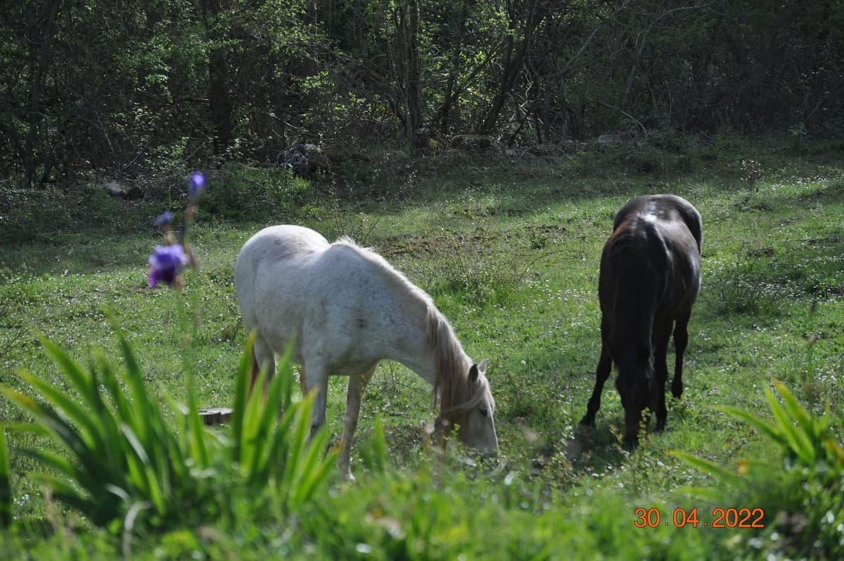 Azalea, female senior mixed breed for adoption at Asociación Defensa Équidos (ADE)