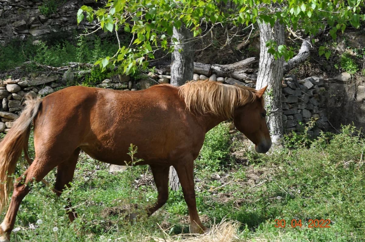 Estrellita, female senior mixed breed for adoption at Asociación Defensa Équidos (ADE)