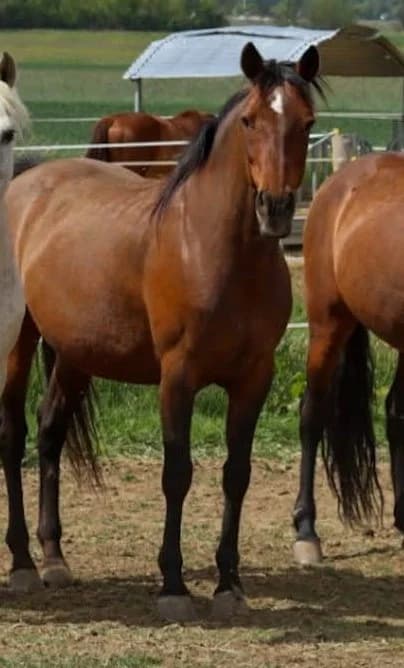 Nena, female senior mixed breed for adoption at Asociación Defensa Équidos (ADE)