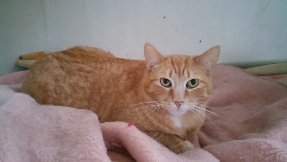 Mum, female senior Mixed Breed for adoption at Asociación Protectora de Animales LARA