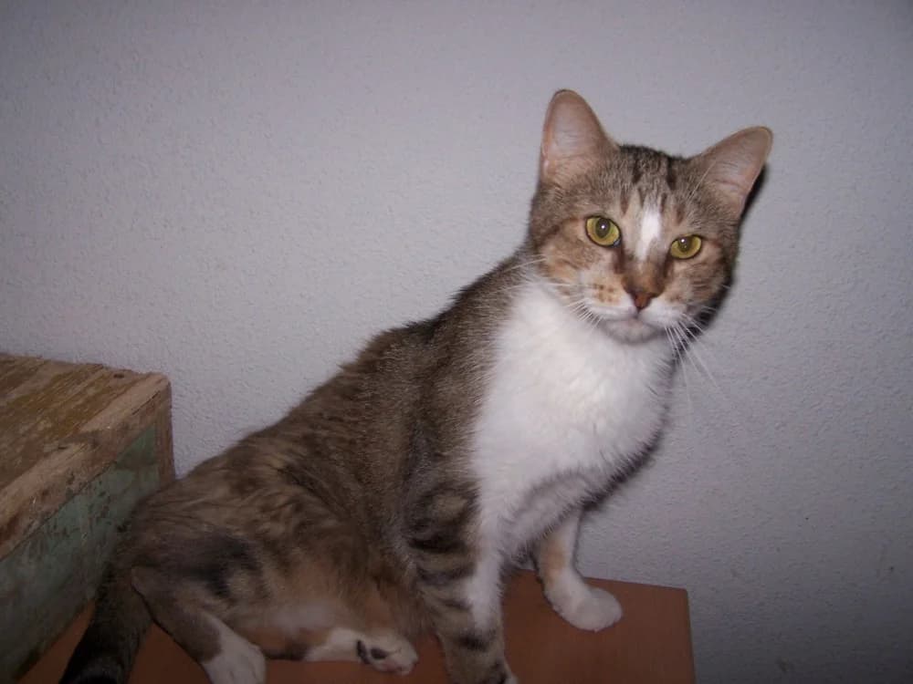 Pixie, male senior Mixed Breed for adoption at Asociación Protectora de Animales LARA