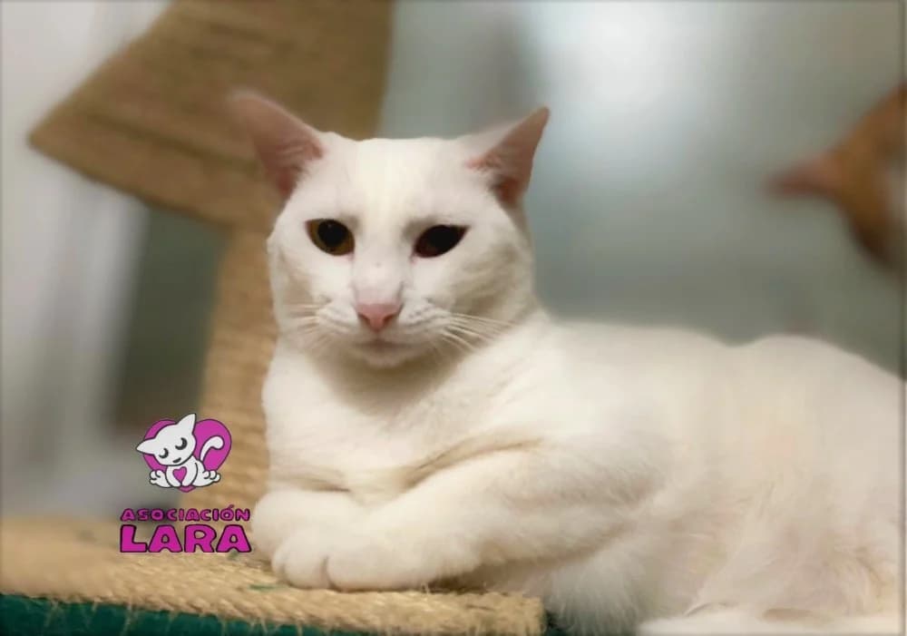 Beverly, female 7yo Mixed Breed for adoption at Asociación Protectora de Animales LARA
