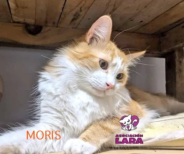 Moris, male 6yo Mixed Breed for adoption at Asociación Protectora de Animales LARA