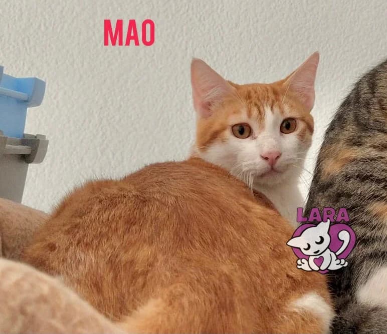 Mao, male 6yo Mixed Breed for adoption at Asociación Protectora de Animales LARA