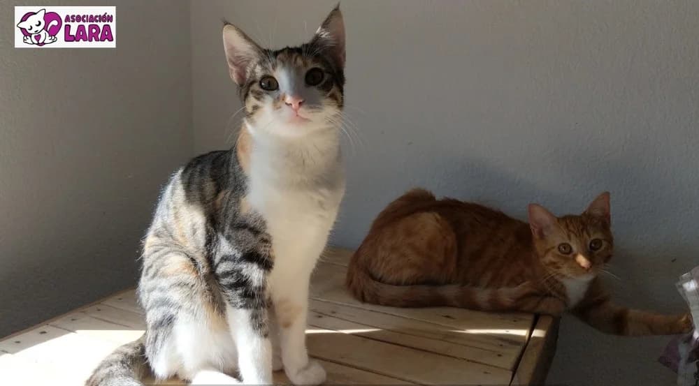 Sora, female 6yo Mixed Breed for adoption at Asociación Protectora de Animales LARA