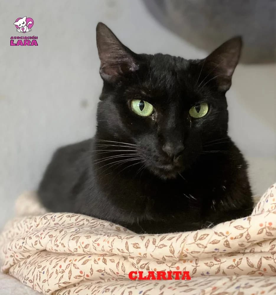 Clarita, female senior Mixed Breed for adoption at Asociación Protectora de Animales LARA