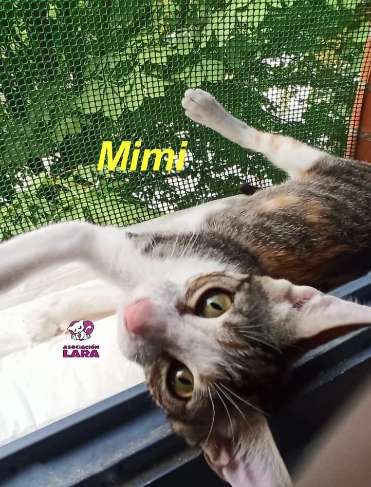 Mimi, female 5yo Mixed Breed for adoption at Asociación Protectora de Animales LARA