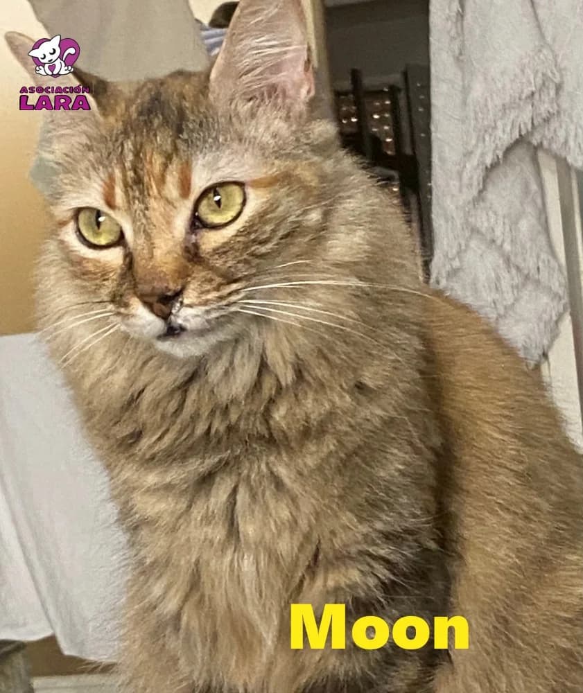 Moon, female senior Mixed Breed for adoption at Asociación Protectora de Animales LARA