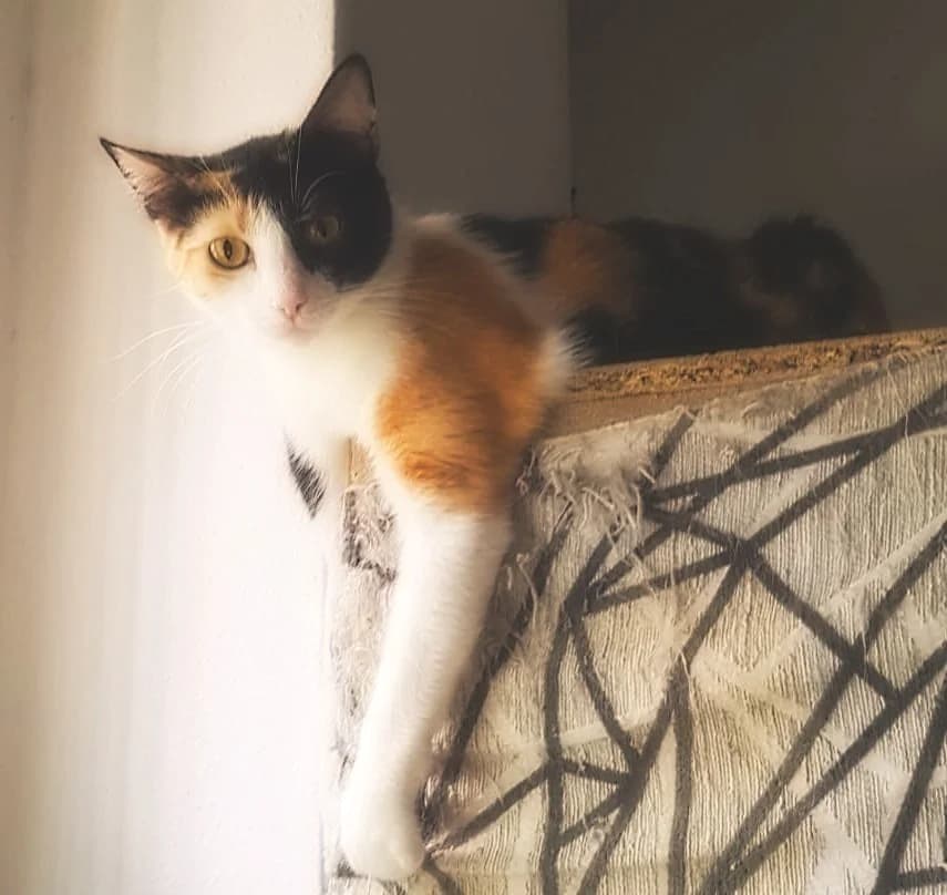 Olivia, female senior Mixed Breed for adoption at Asociación Protectora de Animales LARA