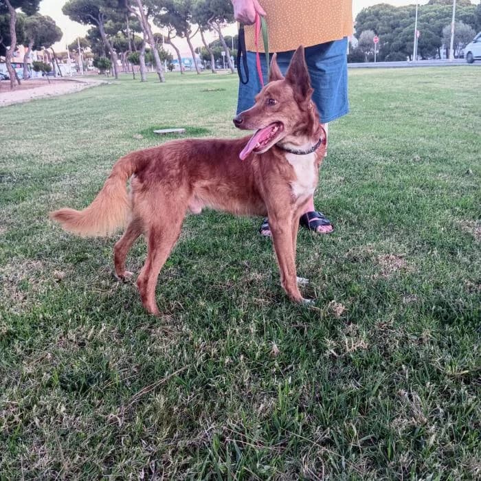 MAX, male Podenco for adoption at Naturalia Huelva