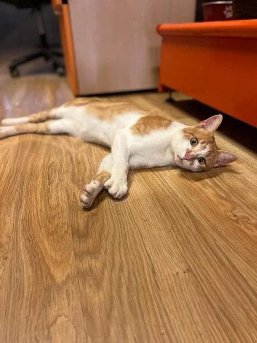 DAEMON, male European Shorthair for adoption at Naturalia Huelva