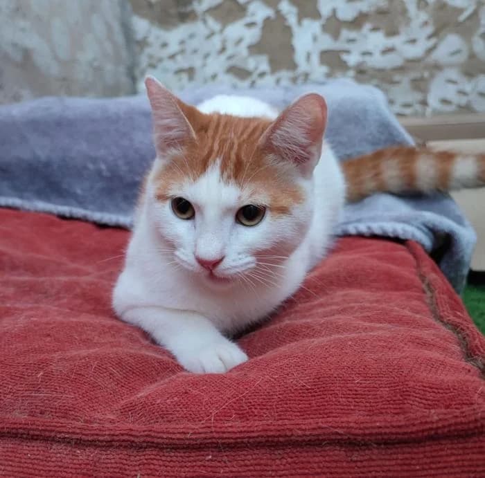 GALI, male European Shorthair for adoption at Naturalia Huelva
