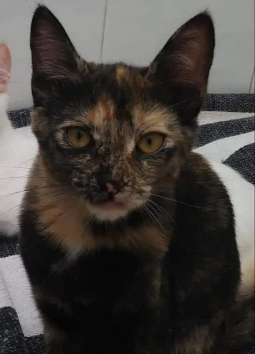 PANDORA, female European Shorthair for adoption at Naturalia Huelva