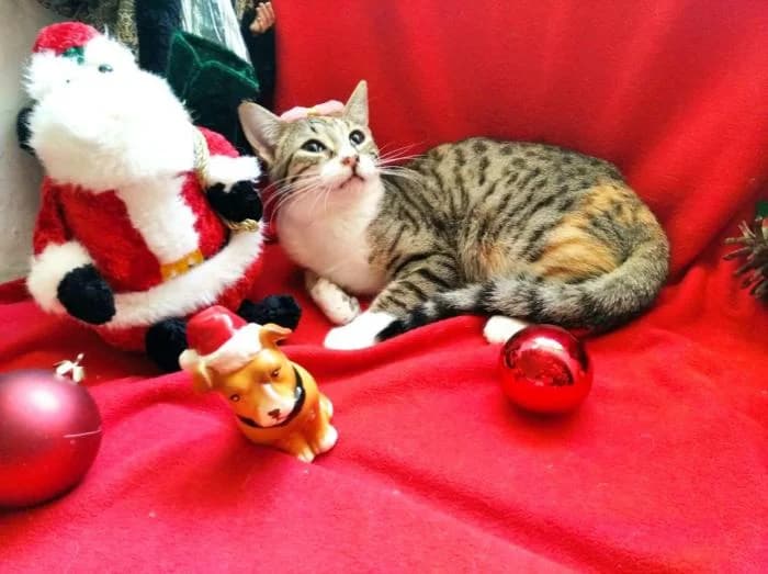 CALCETINA, female European Shorthair for adoption at Naturalia Huelva