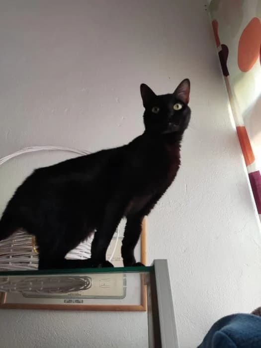 KURO, male European Shorthair for adoption at Naturalia Huelva