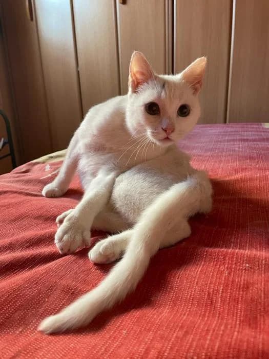 DAISY, female European Shorthair for adoption at Naturalia Huelva