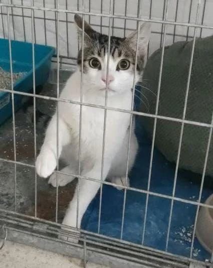 CARONTE, male European Shorthair for adoption at Naturalia Huelva