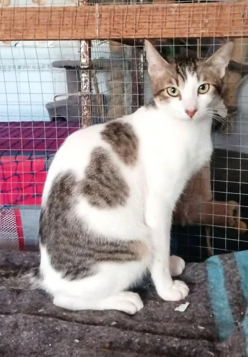 ROBERT, male puppy European Shorthair for adoption at Naturalia Huelva