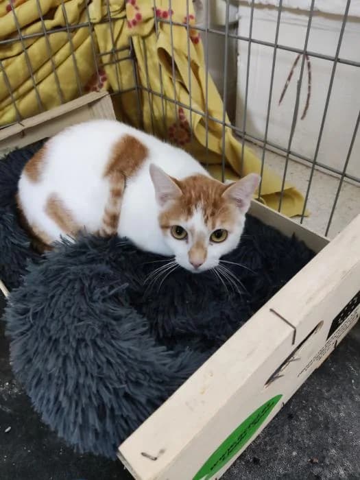 FREDDY, male European Shorthair for adoption at Naturalia Huelva