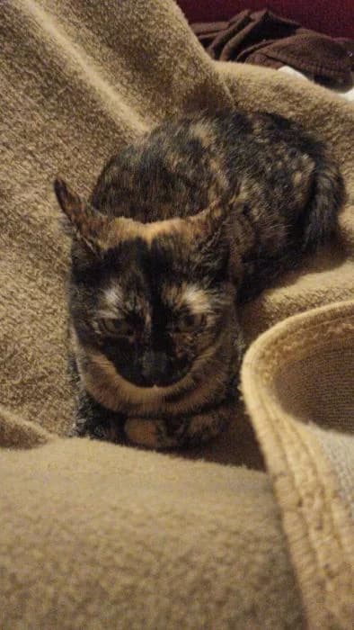 NUBA, female European Shorthair for adoption at Naturalia Huelva