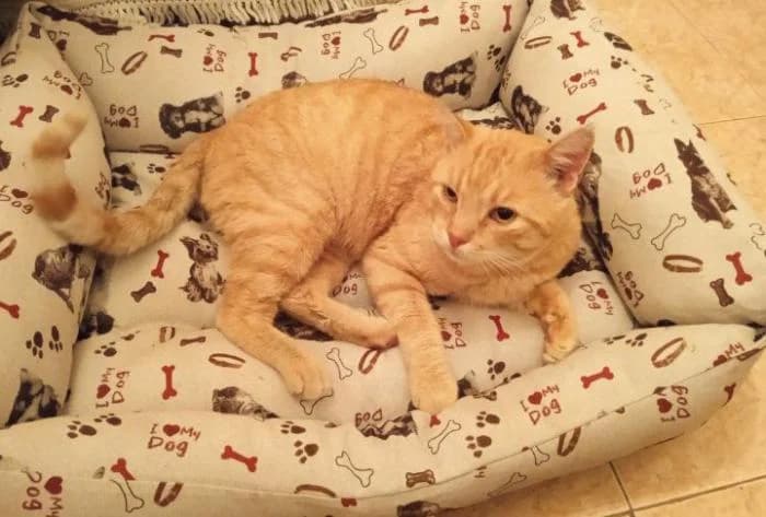 MALPICA, male European Shorthair for adoption at Naturalia Huelva
