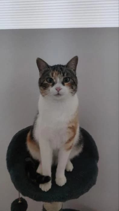 RHEA, female European Shorthair for adoption at Naturalia Huelva