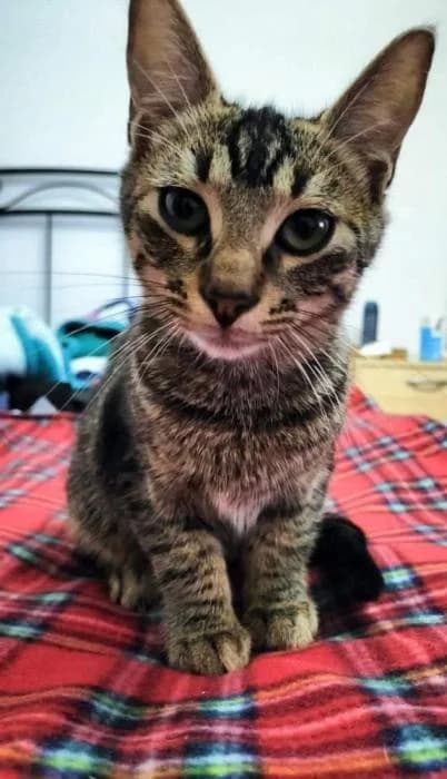 LIMÓ, male European Shorthair for adoption at Naturalia Huelva