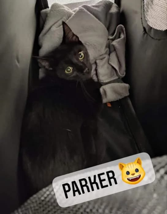 PARKER, male European Shorthair for adoption at Naturalia Huelva