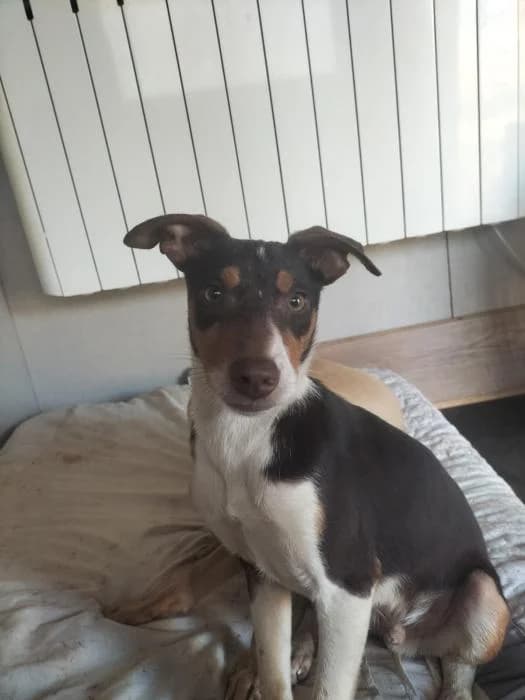JERRY, male puppy Podenco for adoption at Naturalia Huelva