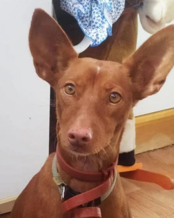 VICTORIA, female Podenco for adoption at Naturalia Huelva