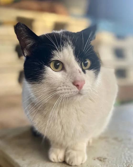 ROCKY, male European Shorthair for adoption at Naturalia Huelva