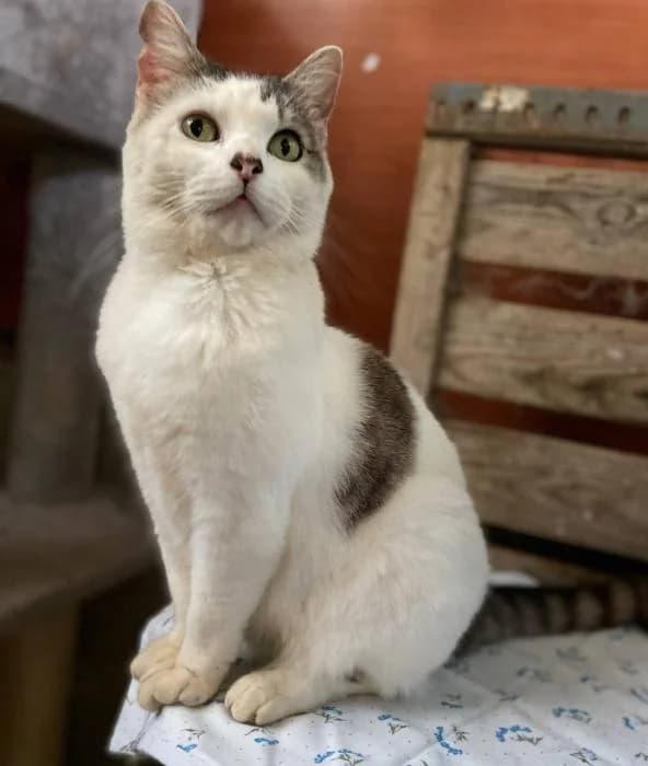VILMA, female puppy European Shorthair for adoption at Naturalia Huelva