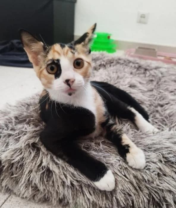 MILI, female European Shorthair for adoption at Naturalia Huelva
