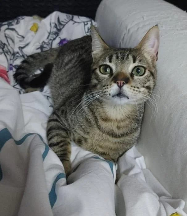 BRUNO, male European Shorthair for adoption at Naturalia Huelva