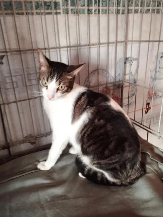 THOR (patitas), male puppy European Shorthair for adoption at Naturalia Huelva