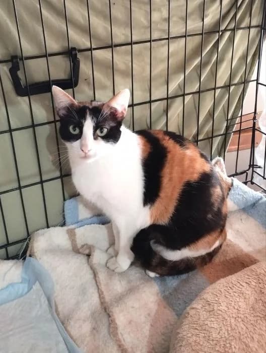 ROMA, female European Shorthair for adoption at Naturalia Huelva