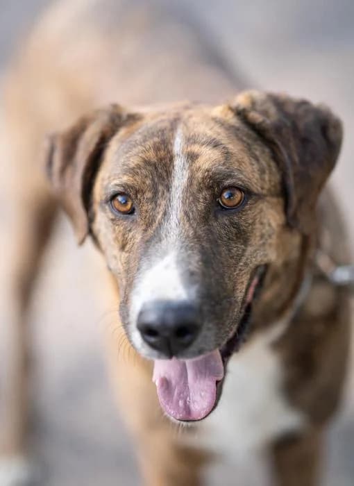 ARNOLD, male Labrador Retriever for adoption at Naturalia Huelva